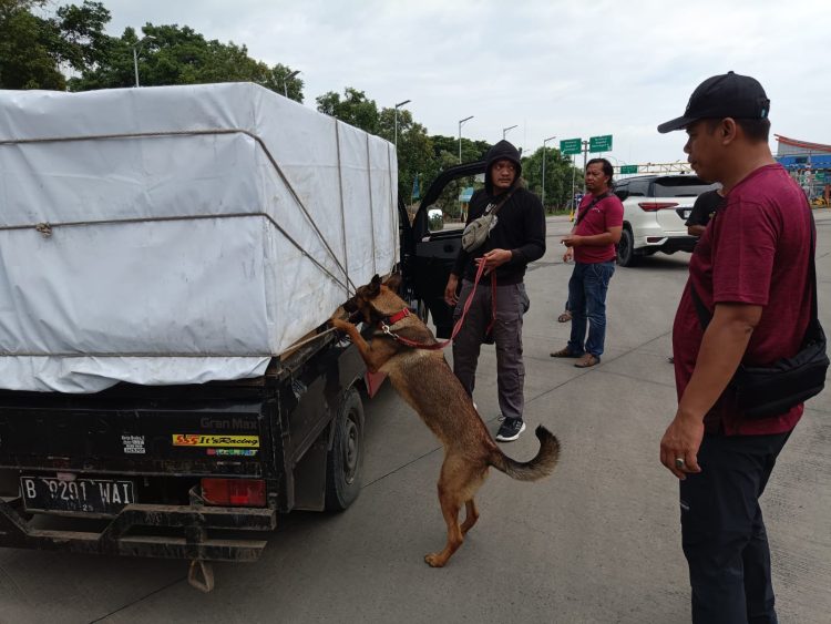 Operasi Seaport Interdiction di Pelabuhan Bakauheni, 6 Anjing K9 Berhasil Lacak Peredaran Narkoba