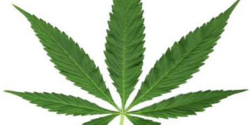 Bawa Ganja 141 Kilogram, Oknum Polisi Polres Padang Panjang Dibekuk BNNP Sumbar