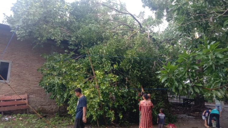 Rumah Warga Tertimpa Pohon Tumbang Karena Laporan Dilalaikan DLH Takalar