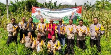 Kapolsek Wolowaru Panen Perdana Jagung di Desa Koanara, Dukung Ketahanan Pangan Lokal