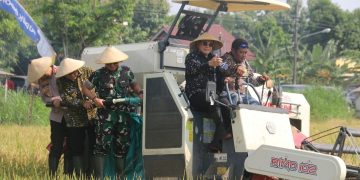 Produksi Beras Kabupaten Pati Capai 137 Ribu Ton di Awal 2025, Bupati Optimis Lampaui Capaian Tahun Lalu