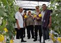 Bupati Ende Panen Perdana Melon Emas di Desa Waturaka