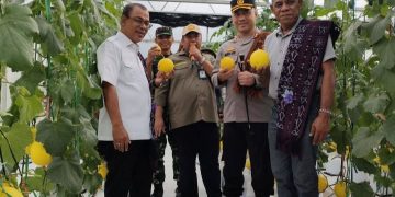 Bupati Ende Panen Perdana Melon Emas di Desa Waturaka