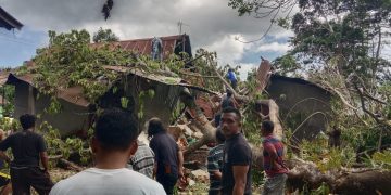 Lagi! Pohon Beringin Raksasa Tumbang di Takalar, Timpa Rumah Warga.