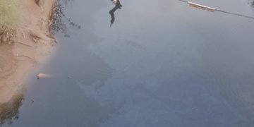 Diduga Tercemar Limbah Sawit, Sekcam Pauh Minta Gakkumdu Turun Telusuri Penyebab Air Sungai Belato Menghitam