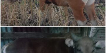 Kesulitan Jual Ternak Tahun Ini, Petani-Peternak di Takalar Harap Pemerintah Prioritaskan Sapi Lokal untuk Kurban