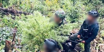 Ditemukan Ladang Ganja di Pegunungan Bintang, Puluhan Pohon Siap Panen Diamankan
