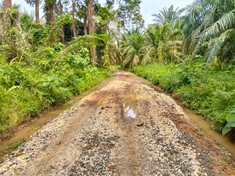 Diduga Dikerjakan Asal Jadi, Warga Kasang Melintang Minta BPK RI Audit Ulang Jalan Usaha Tani